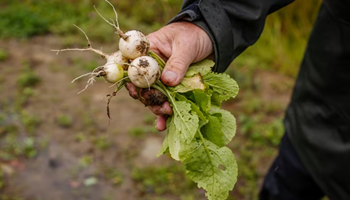 Fellesskap, dyrkeglede og gårdskultur på Drangsvann